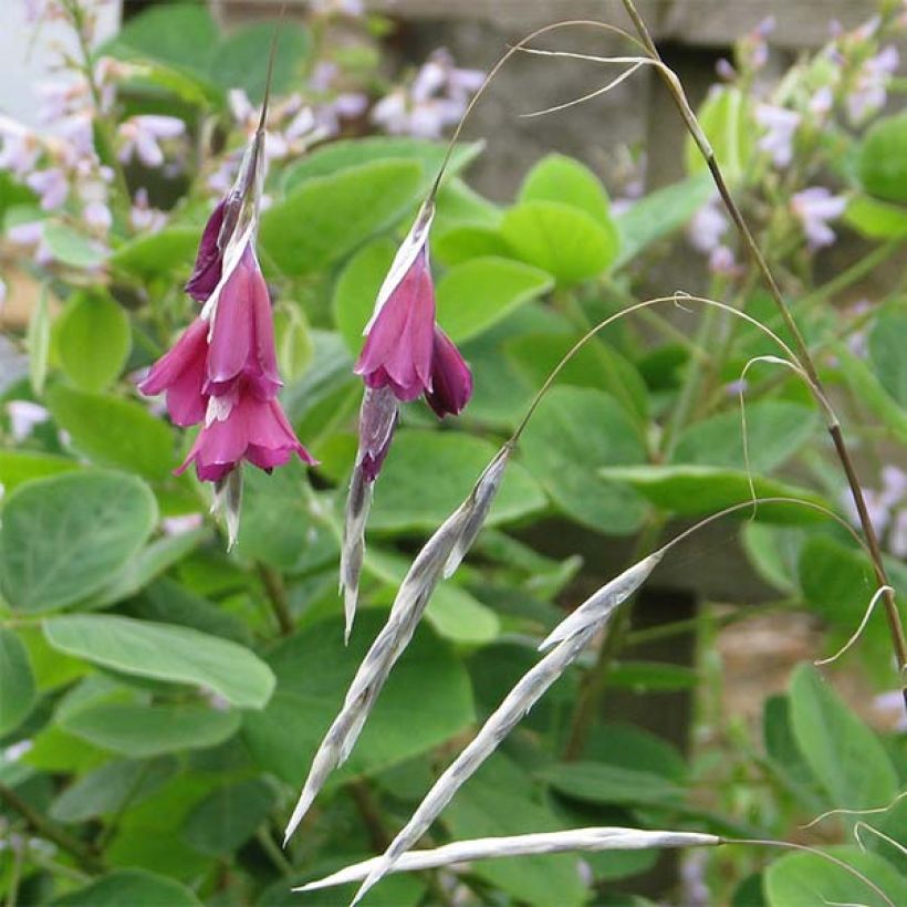 Dierama pulcherrimum Blackbird - Engelenhengel (Flowering)