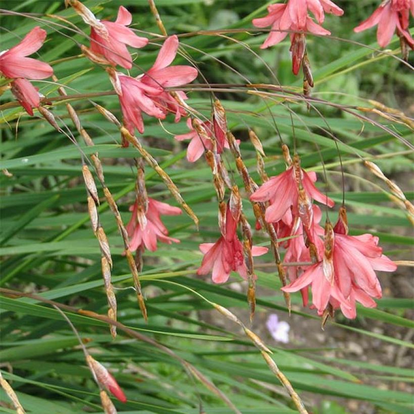 Dierama igneum - Engelenhengel (Flowering)