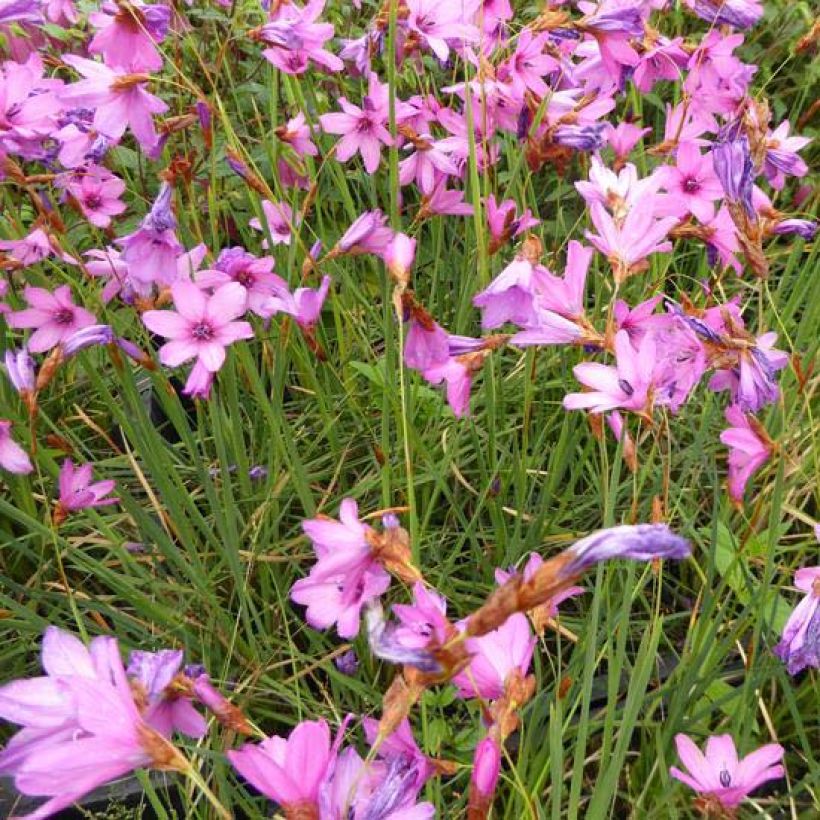 Dierama trichorhizum - Engelenhengel (Bloei)