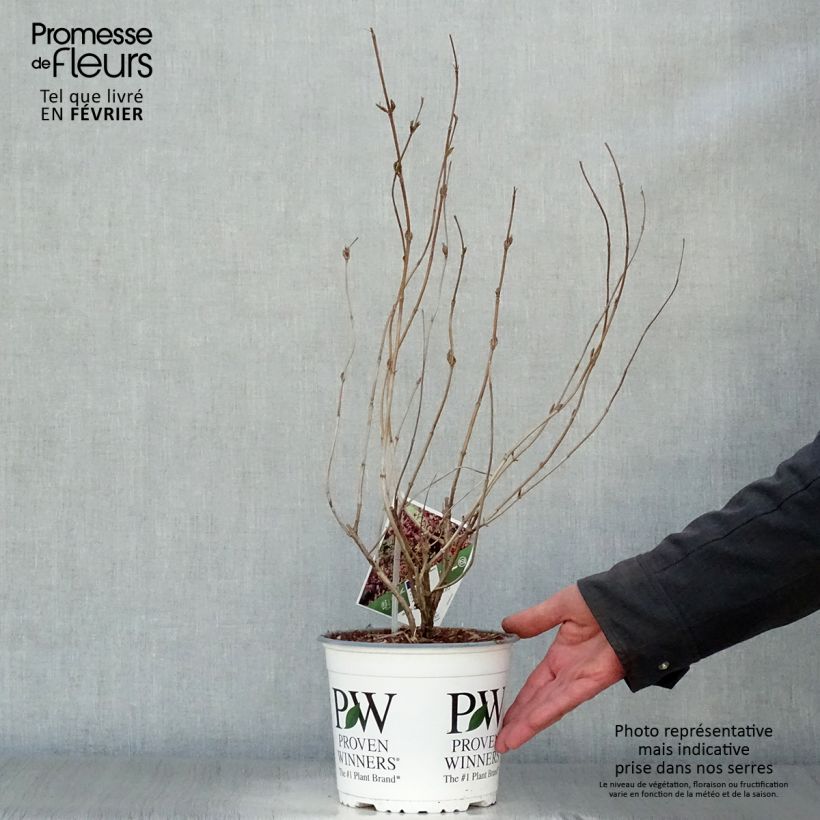 Example of Diervilla Kodiak Black Pot van 2 l/3 l as you get in hiver