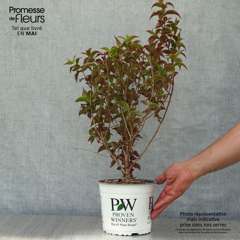 Exemplaar van Diervilla Kodiak Black - Amerikaanse weigelia Pot van 2 l/3 l zoals geleverd in de lente