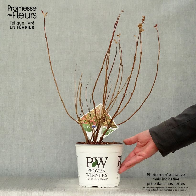 Example of Diervilla Kodiak Orange Pot van 2 l/3 l as you get in hiver