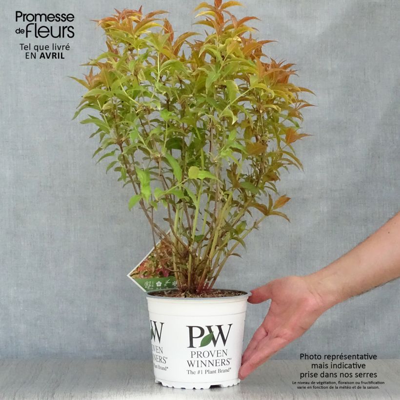 Exemplaar van Diervilla Kodiak Orange - Amerikaanse weigelia Pot van 2 l/3 l zoals geleverd in de lente