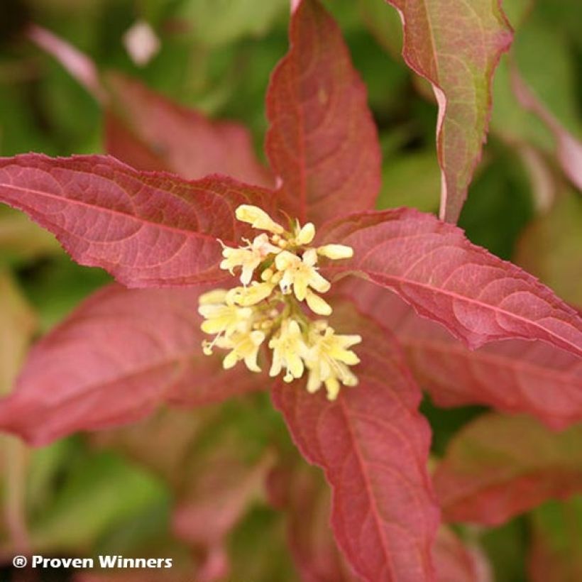 Diervilla Kodiak Red - Amerikaanse weigelia (Flowering)