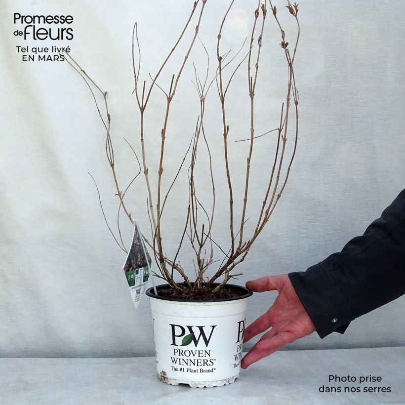 Example of Diervilla Kodiak Red Pot van 2 l/3 l as you get in hiver