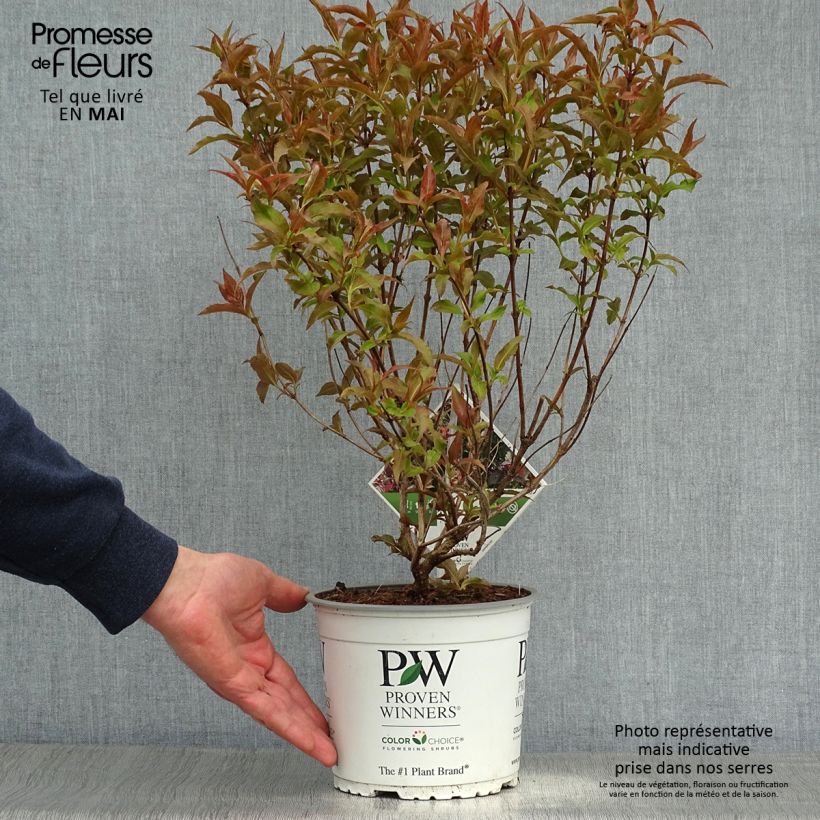 Exemplaar van Diervilla Kodiak Red - Amerikaanse weigelia Pot van 2 l/3 l zoals geleverd in de lente