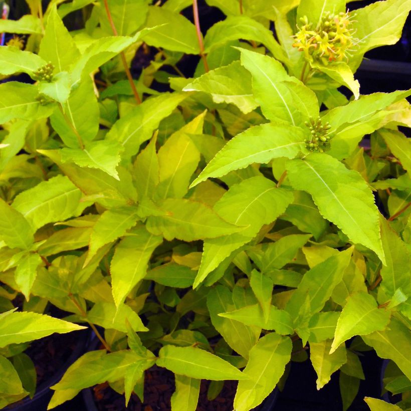 Diervilla rivularis Honeybee - Amerikaanse weigelia (Foliage)