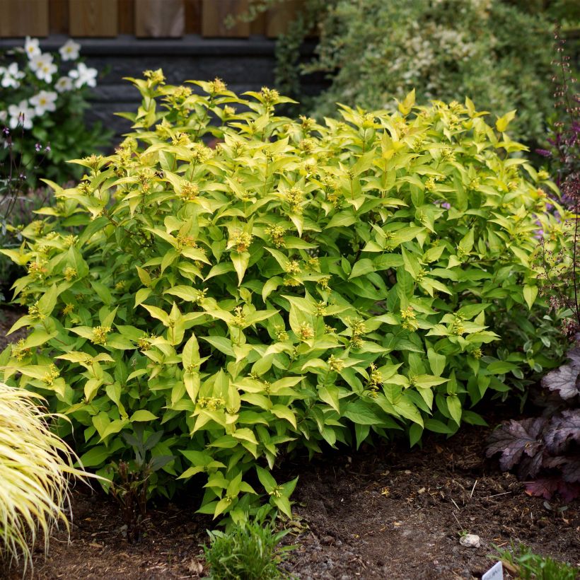 Diervilla rivularis Honeybee - Amerikaanse weigelia (Plant habit)