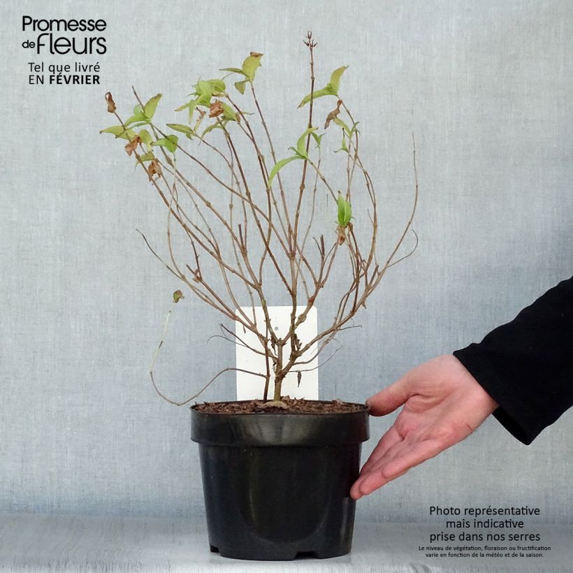 Example of Diervilla rivularis Honeybee - Amerikaanse weigelia Pot van 2 l/3 l as you get in hiver