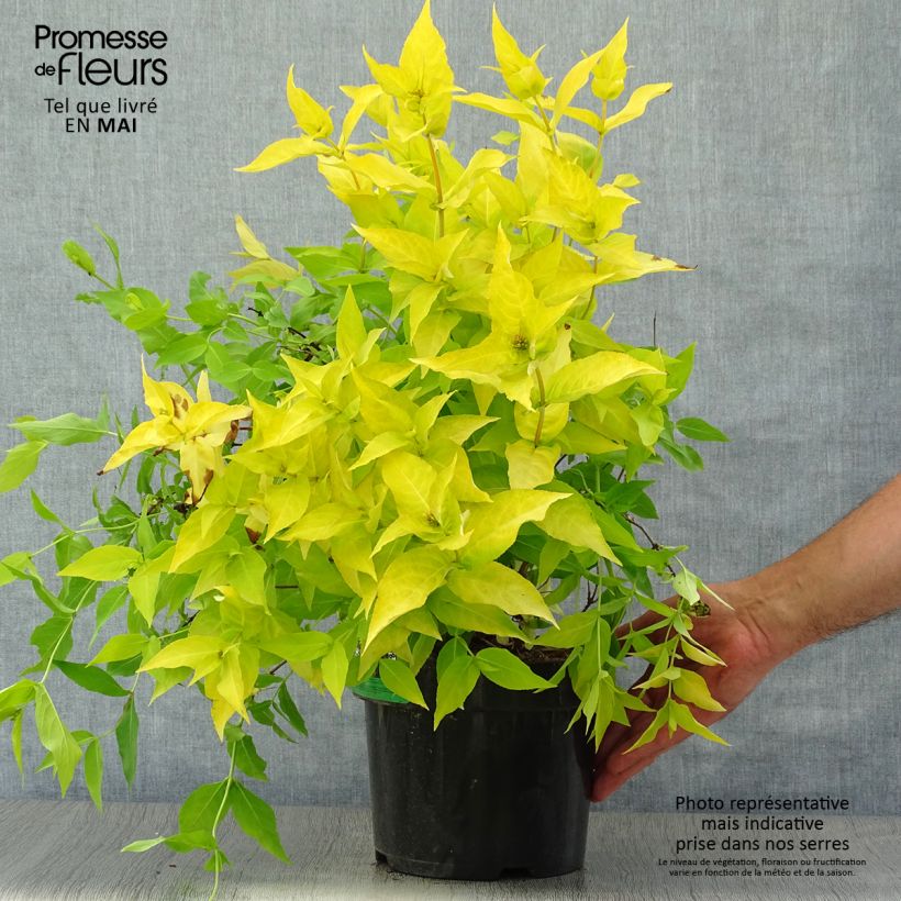 Exemplaar van Diervilla rivularis Honeybee - Amerikaanse weigelia Pot van 2 l/3 l zoals geleverd in de lente