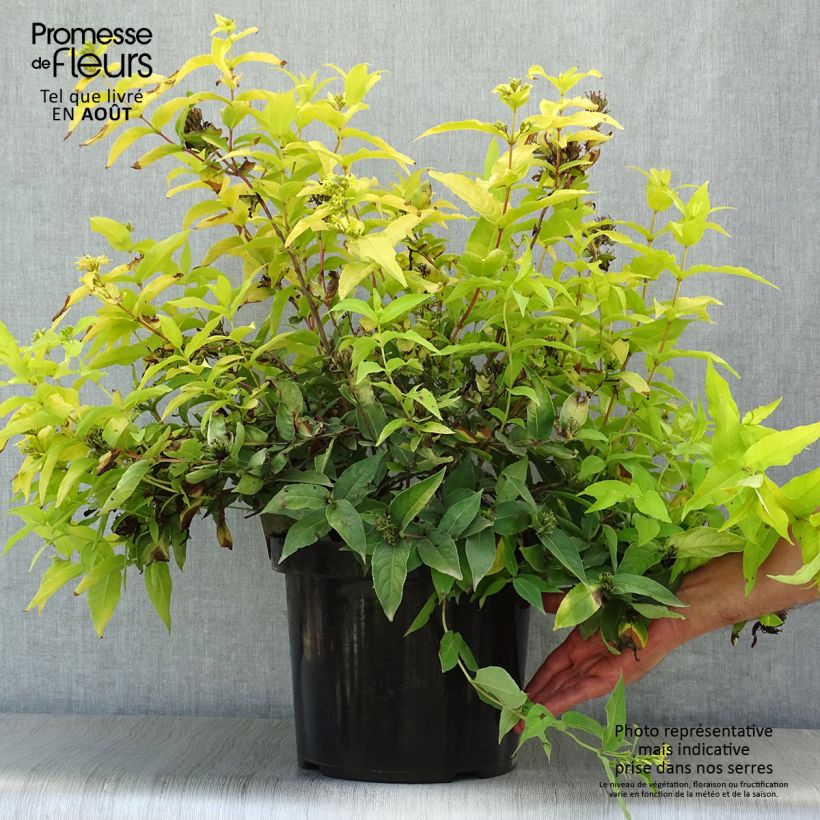 Exemplaar van Diervilla rivularis Honeybee - Amerikaanse weigelia Pot van 7,5 l/10 l zoals geleverd in de zomer