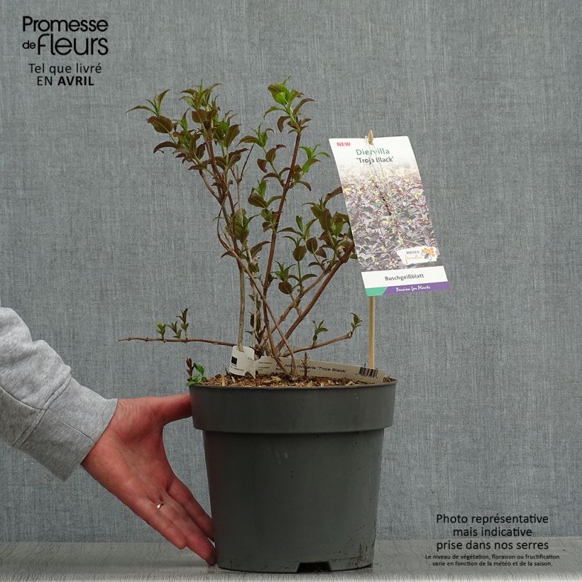 Example of Diervilla rivularis Troja Black - Amerikaanse weigelia Pot van 4 l/5 l as you get in printemps
