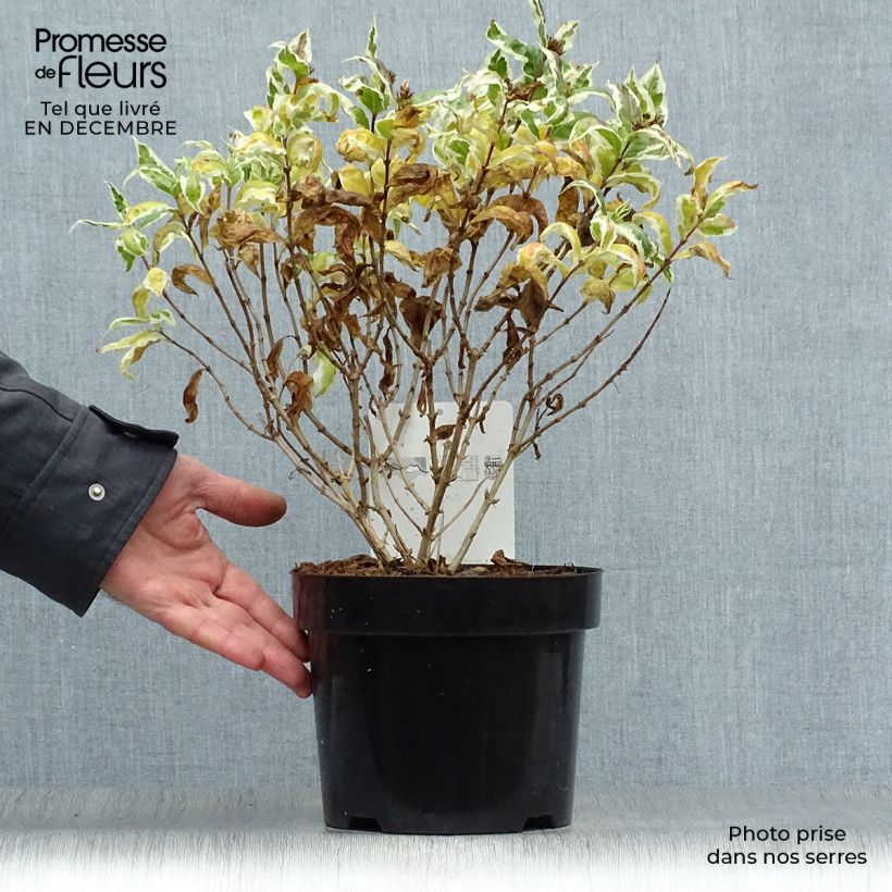 Example of Diervilla sessilifolia Cool Splash Pot van 3 l/4 l as you get in hiver