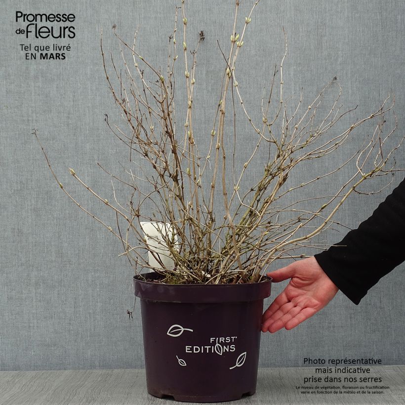 Example of Diervilla sessilifolia Cool Splash Pot van 7,5 l/10 l as you get in hiver