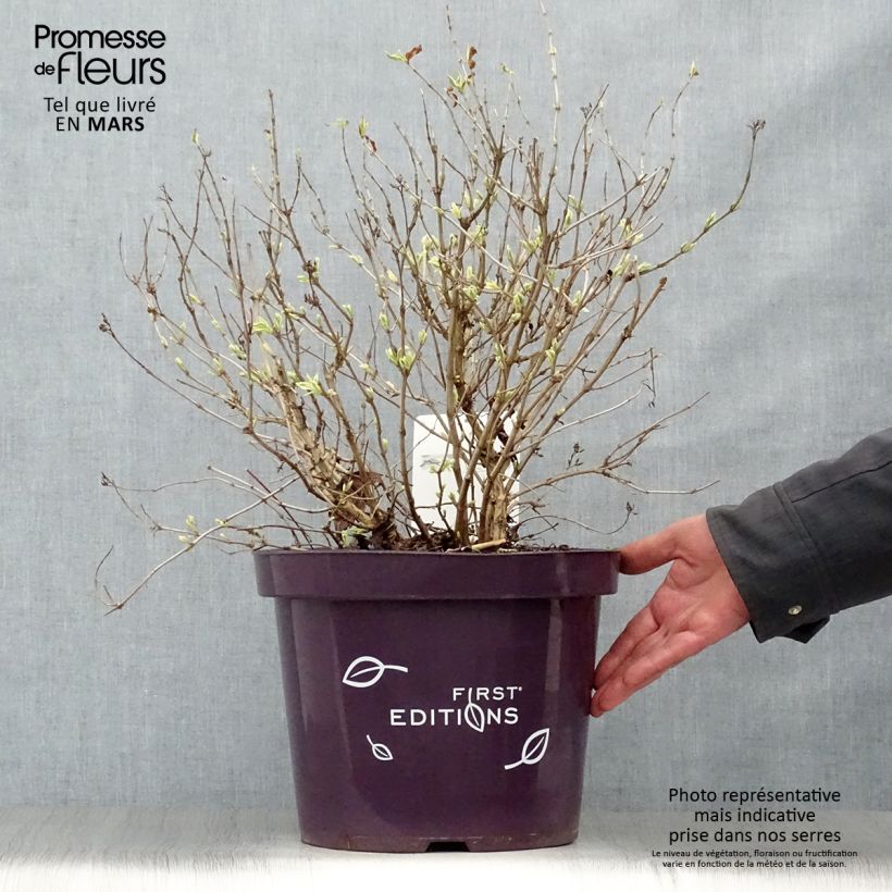 Exemplaar van Diervilla sessilifolia Cool Splash - Amerikaanse weigelia Pot van 7,5 l/10 l zoals geleverd in de lente