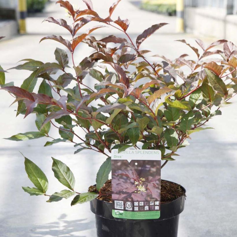 Diervilla splendens Diva - Amerikaanse weigelia (Plant habit)