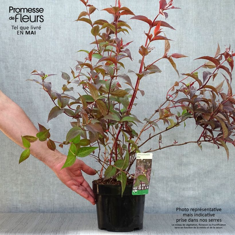 Exemplaar van Diervilla splendens Diva - Amerikaanse weigelia Pot van 3 l/4 l zoals geleverd in de lente