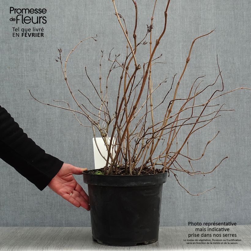 Example of Diervilla splendens Diva - Amerikaanse weigelia Pot van 7,5 l/10 l as you get in hiver