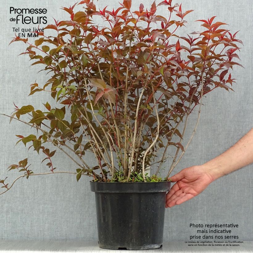 Exemplaar van Diervilla splendens Diva - Amerikaanse weigelia Pot van 7,5 l/10 l zoals geleverd in de lente