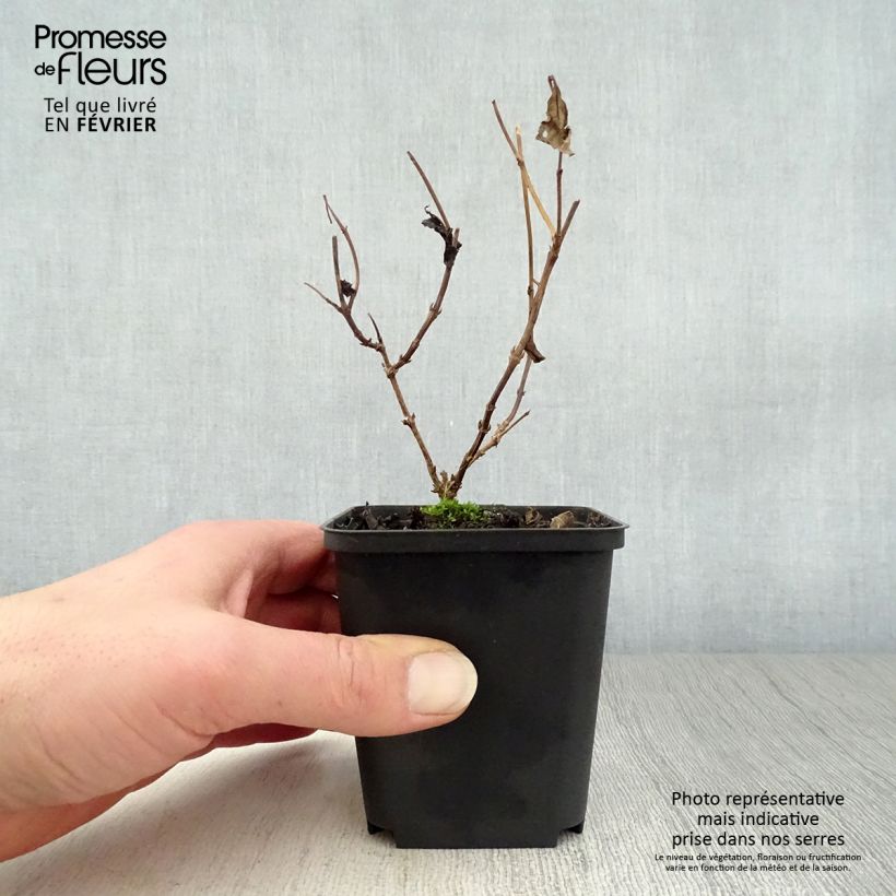 Example of Diervilla splendens - Diervillé Kweekpotje van 8/9 cm as you get in hiver