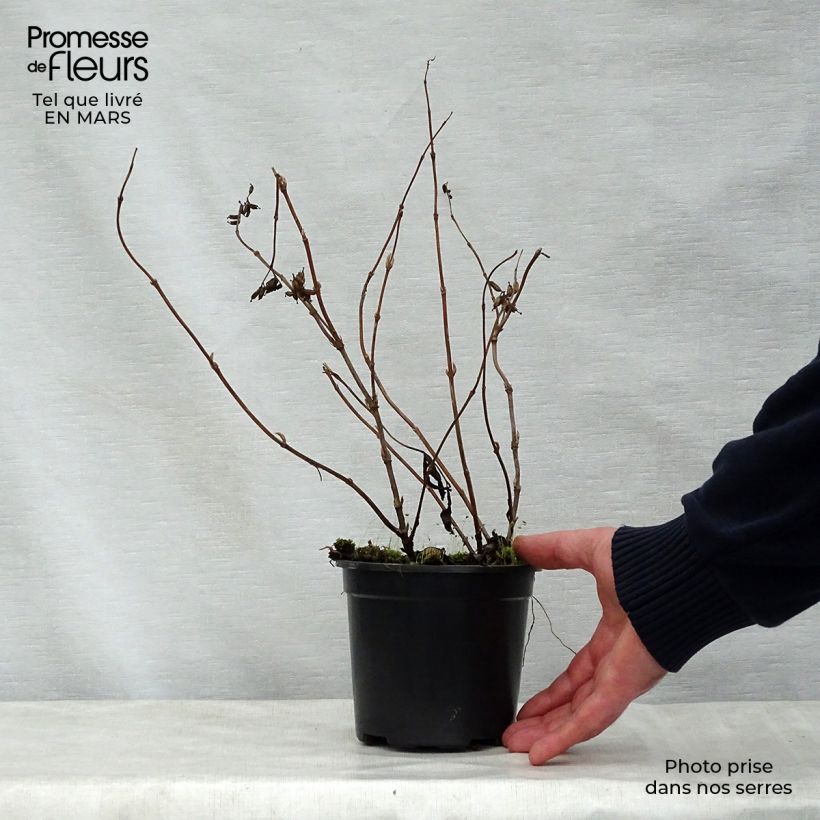 Exemplaar van Diervilla splendens - Amerikaanse weigelia Kweekpotje van 8/9 cm zoals geleverd in de lente