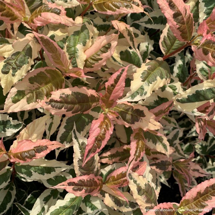 Diervilla Kodiak Mixx - Amerikaanse weigelia (Foliage)