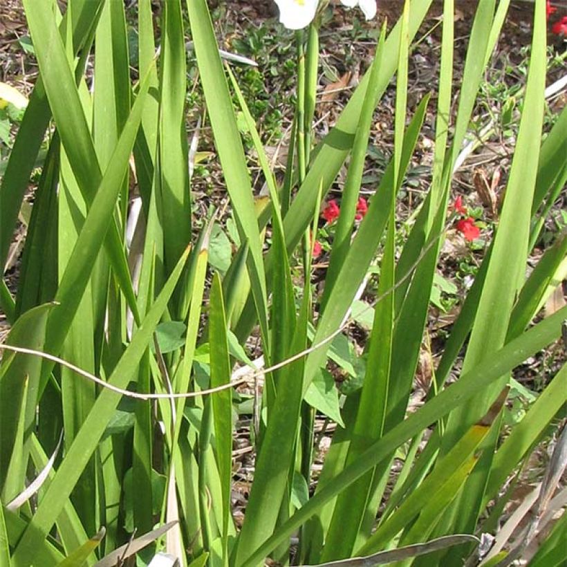 Dietes grandiflora - Afrikaanse iris (Foliage)
