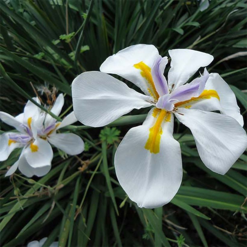 Dietes grandiflora - Afrikaanse iris (Flowering)