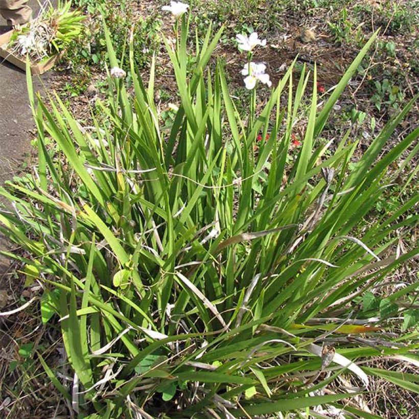 Dietes grandiflora - Afrikaanse iris (Plant habit)