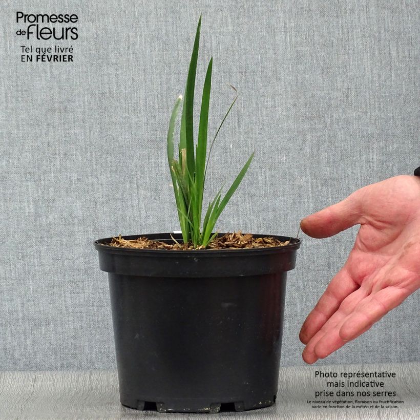 Example of Dietes Grandiflora - Iris des Fées Pot van 2 l/3 l as you get in hiver