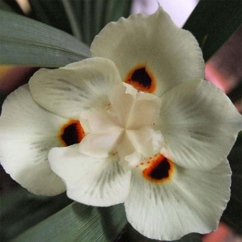 Dietes bicolor - Afrikaanse iris (Flowering)