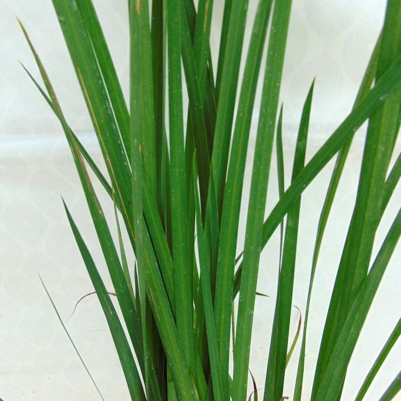 Dietes bicolor - Afrikaanse iris (Foliage)