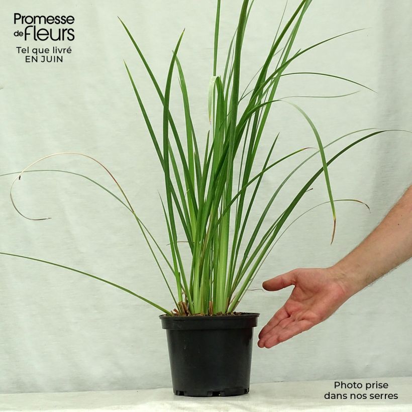 Exemplaar van Dietes bicolor - Afrikaanse iris Pot van 2 l/3 l zoals geleverd in de zomer