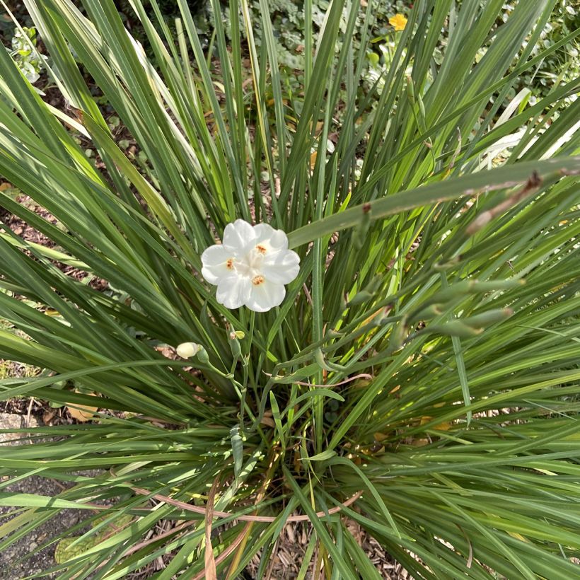 Dietes bicolor - Afrikaanse iris (Plant habit)