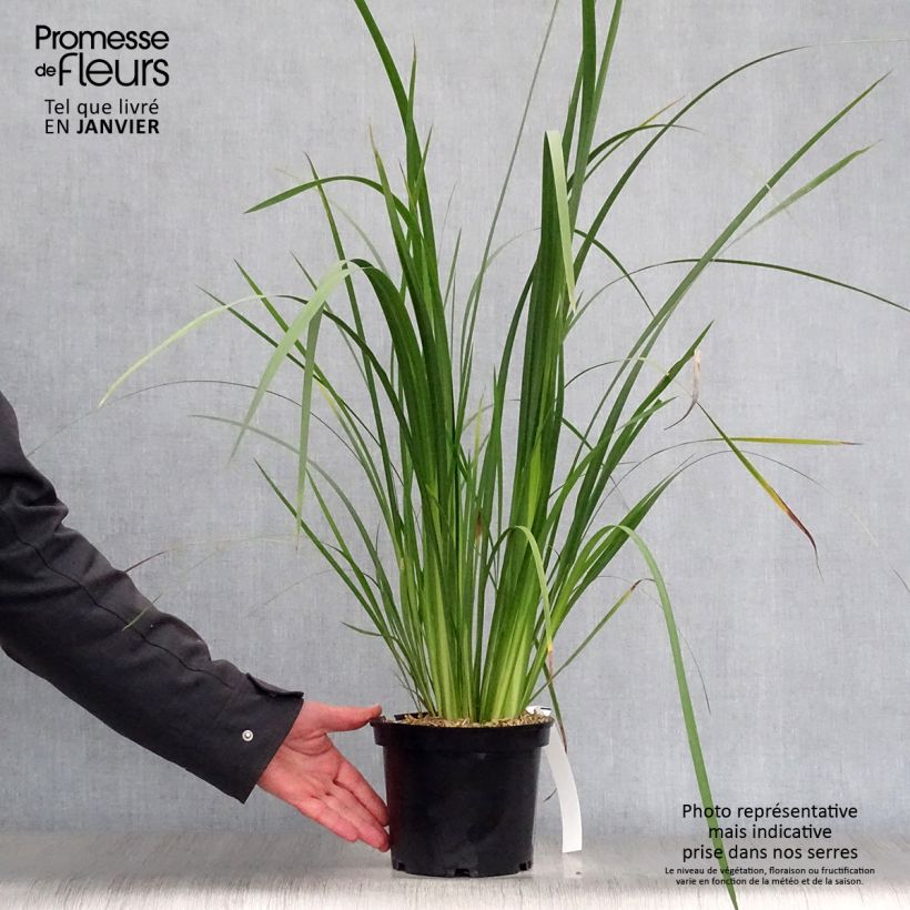 Example of Dietes bicolor - Iris espagnol Pot van 2 l/3 l as you get in hiver