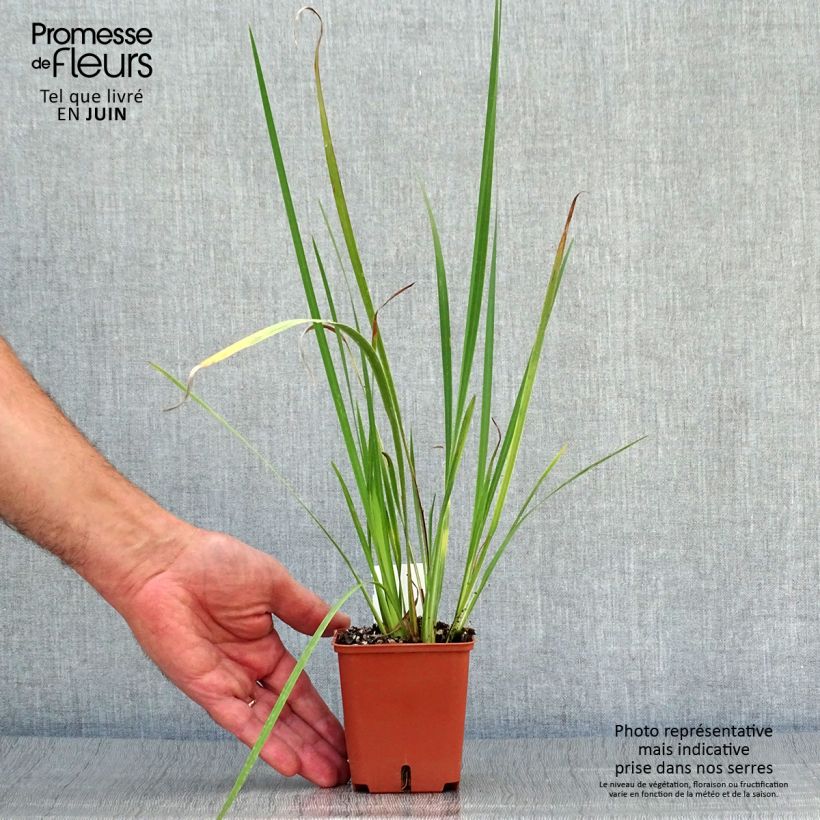 Exemplaar van Dietes bicolor - Afrikaanse iris Kweekpotje van 8/9 cm zoals geleverd in de zomer