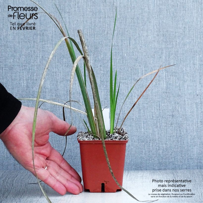 Example of Dietes bicolor - Iris espagnol Kweekpotje van 8/9 cm as you get in hiver