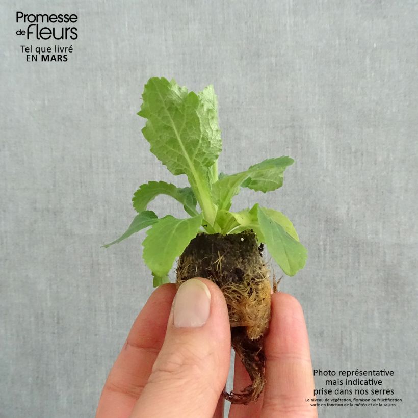 Example of Digiplexis Berry Canary - Digitalis hybride Mini-mot Ø 3/4 cm as you get in printemps