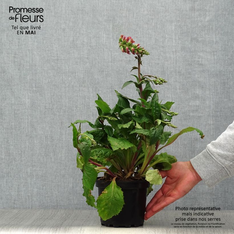 Example of Digiplexis Berry Canary - Digitalis hybride Pot van 3 l/4 l as you get in printemps