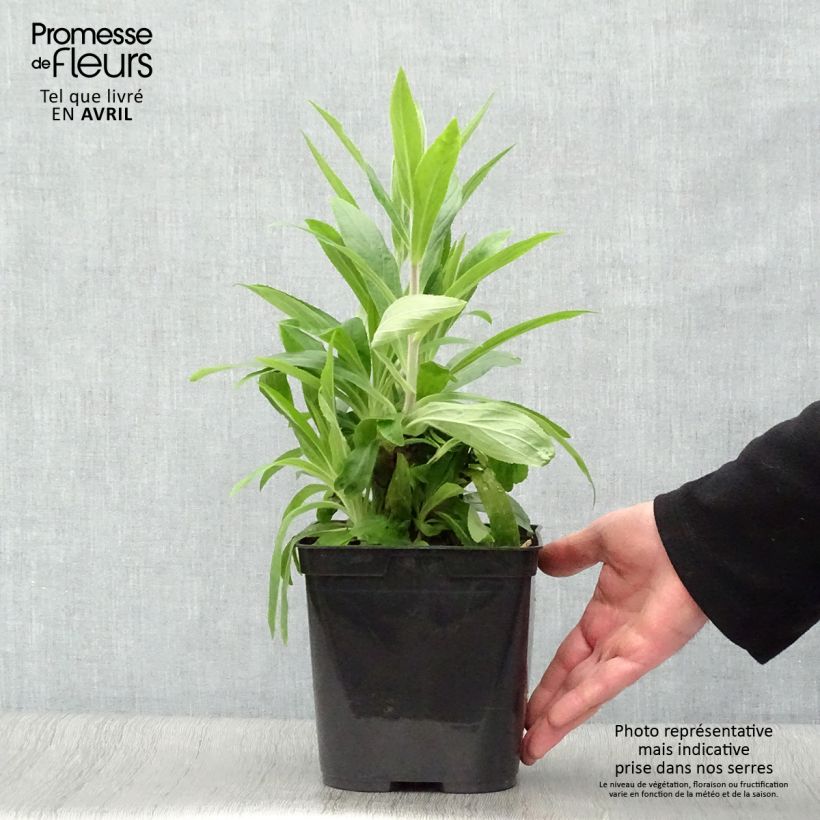 Exemplaar van Digitalis valinii Firecracker - Vingerhoedskruid Pot van 2 l/3 l zoals geleverd in de lente