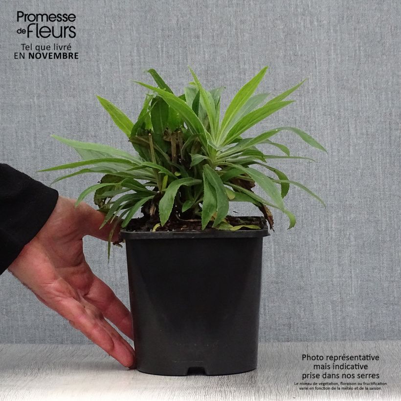 Exemplaar van Digitalis valinii Firecracker - Vingerhoedskruid Pot van 2 l/3 l zoals geleverd in de herfst