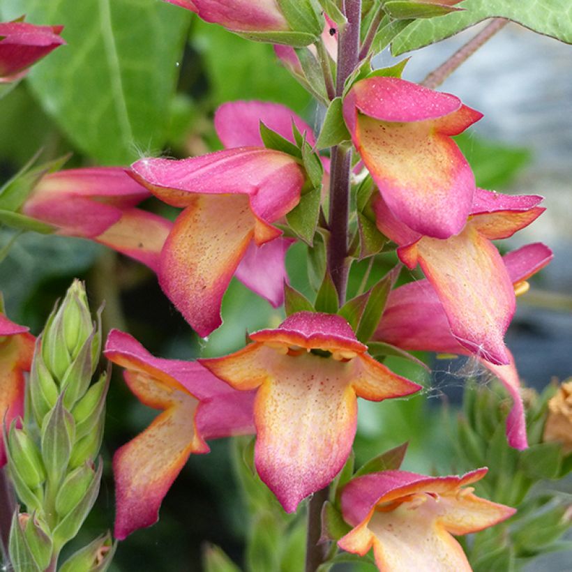 Digitalis Illumination Flame - Vingerhoedskruid (Flowering)