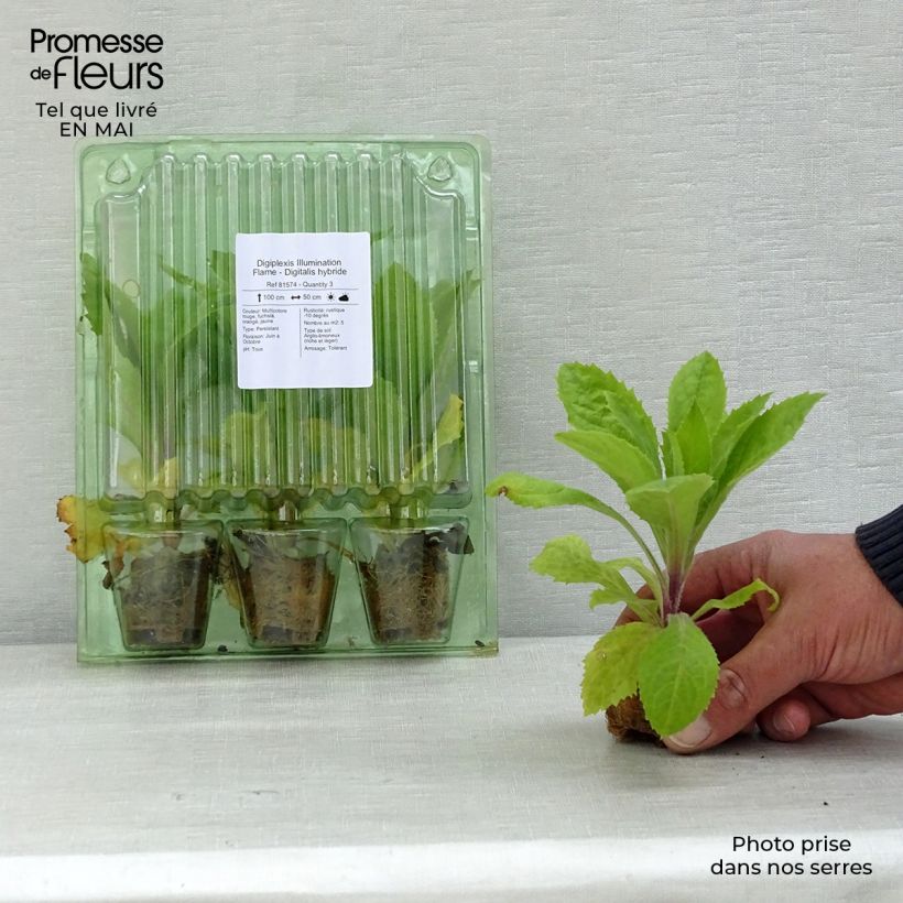 Example of Digiplexis Illumination Flame - Digitalis hybride Mini-mot Ø 3/4 cm as you get in printemps