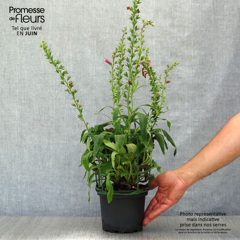 Exemplaar van Digiplexis Illumination Raspberry - Vingerhoedskruid Pot van 2 l/3 l zoals geleverd in de zomer