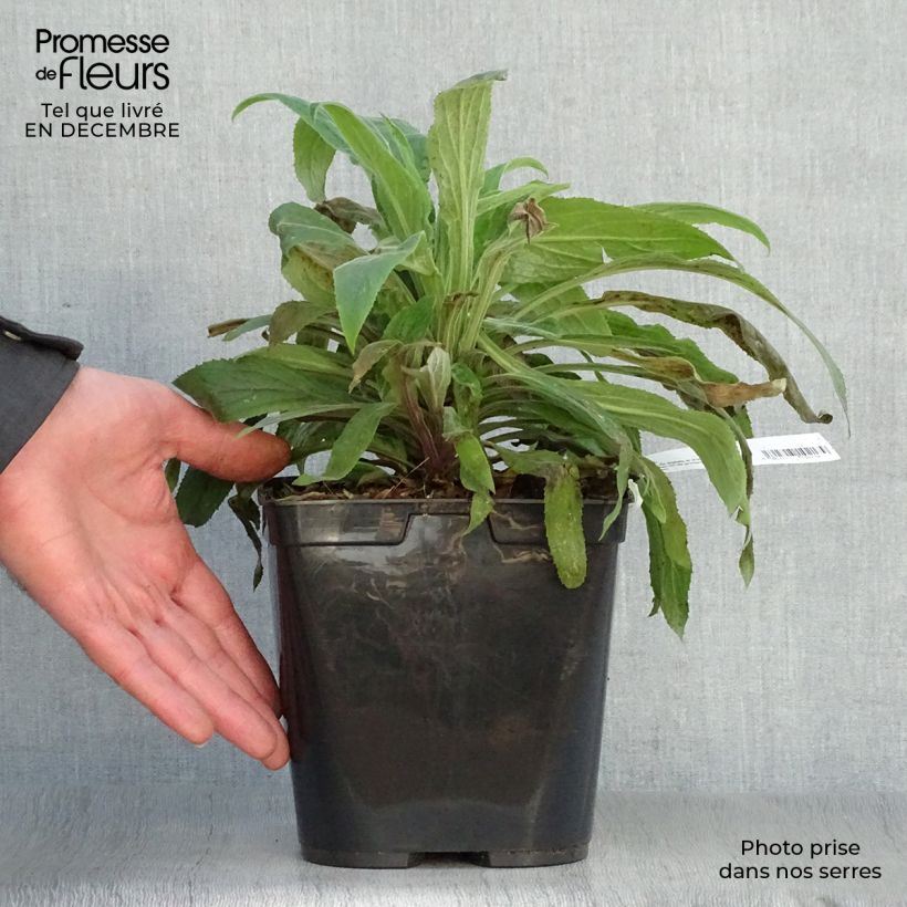 Example of Digiplexis Illumination Raspberry - Digitalis hybride  Pot van 2 l/3 l as you get in hiver