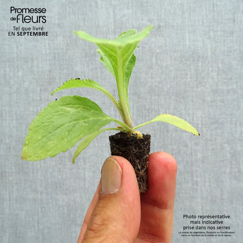 Exemplaar van Digitalis Dalmatian - Vingerhoedskruid Mini-mot Ø 1,5/2,5 cm zoals geleverd in de herfst