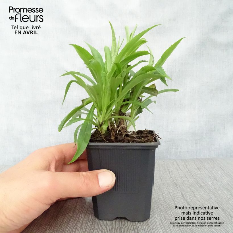 Exemplaar van Digitalis Goldcrest - Vingerhoedskruid Kweekpotje van 8/9 cm zoals geleverd in de lente