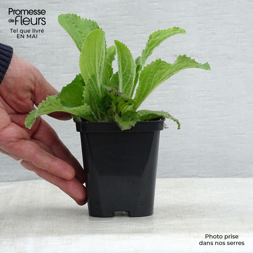 Exemplaar van Digitalis mertonensis - Vingerhoedskruid Kweekpotje van 8/9 cm zoals geleverd in de lente