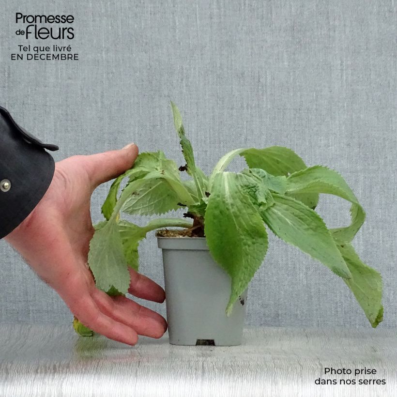 Example of Digitale, Digitalis mertonensis Kweekpotje van 8/9 cm as you get in hiver