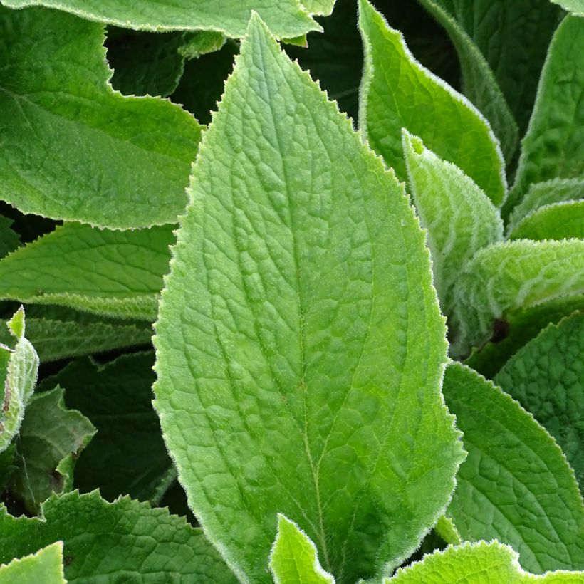 Digitalis mertonensis - Vingerhoedskruid (Foliage)